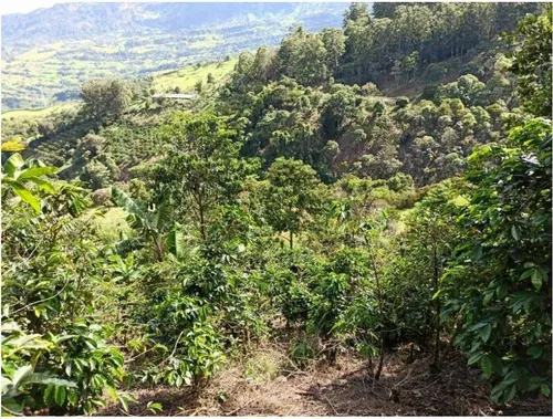 Vendo Finca De 18 Cuadras Para Ganado Y Cerdos A 15 Minutos D Fredonia
