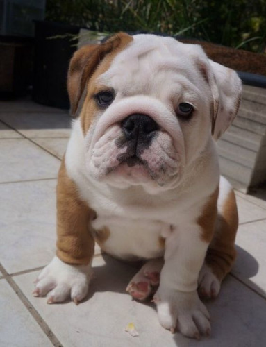 Cachorros Bulldog Ingles Perrito Bull Dog Puppy Cachorrito