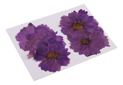 20 Unidades Presionadas Coreopsis Flores Púrpuras Prensa