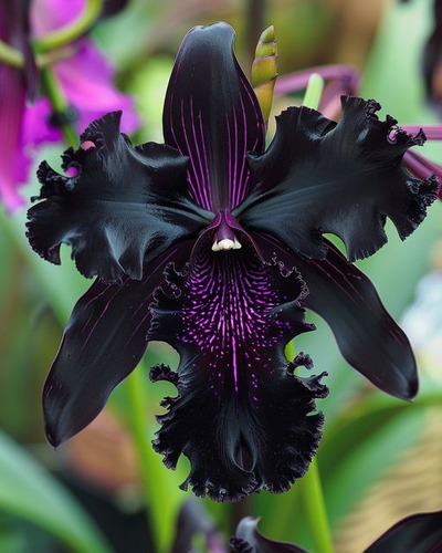 250 Semillas De Orquídea Negra, New Variedad+ Abono D Regalo
