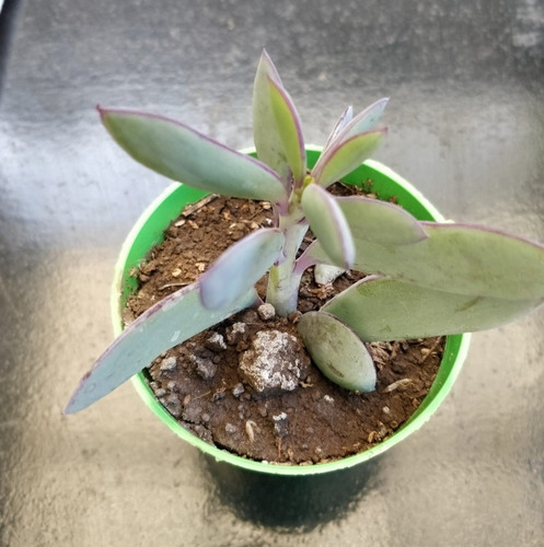 Senecio Crassissimus