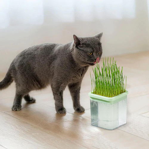 Kl Jardinera De Hierba Para Gatos Caja De Cultivo De Hierba