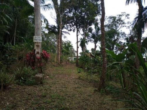 Imagem 4 de 10 de Chácara Em Iguape, Com 4.300 M² De Área Total, Possui Bananal E Outras Plantações Ref: 8703/ac