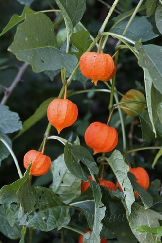 Semillas De Linterna China Physalis Alkekengi
