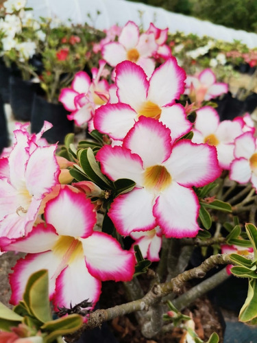 Imagen 2 de 10 de Adenium Bonsai 4 Años De Edad
