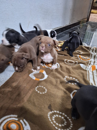 American Bully