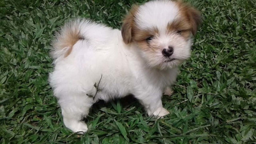 Lhasa Apso