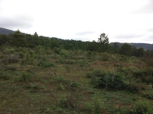 Imagen 2 de 6 de Terreno Rustico En Venta En La Localidad El Manzanillo