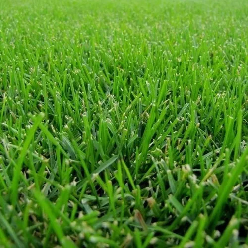 2 Kilo Semillas Pasto San Agustín Stenotaphrum K144