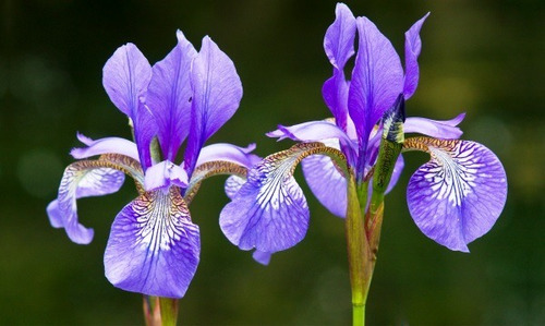 20 Sementes Iris Sortidas Flor De Lis Flores Bulbos P/ Mudas | MercadoLivre