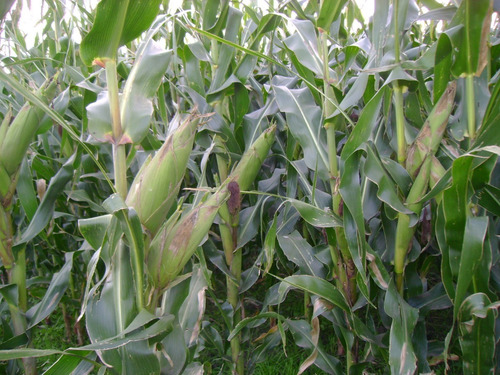 Campo En Venta En Chascomús - 183 Hectáreas Agrícola