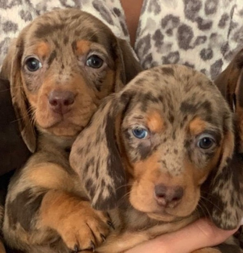 Dachshund Salchicha Mini Pelo Corto