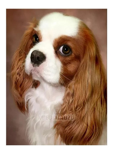Pintura Com Diamantes-diy 5d Strass- Cavalier Spaniel- 30x40
