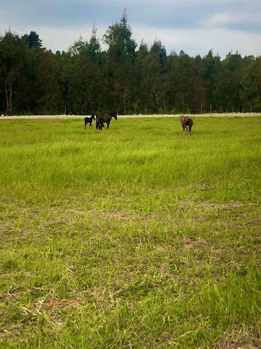 Parcelas A Minutos Centro Urbano Longaví Con Tierra Fértil