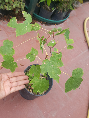 Arbol Prebonsai Arce De Azucar Acer Saccharum Color Otoñal