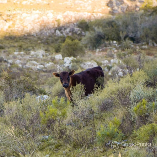 Imagen 7 de 15 de Chacras Financiadas En Minas Lavalleja