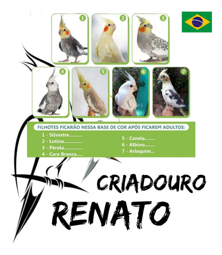 Calopsita Filhotes ( Silvestre F )