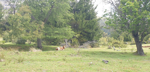 Refugio Llaima: Desde 5000m2 A Orillas Del Río Huichahue
