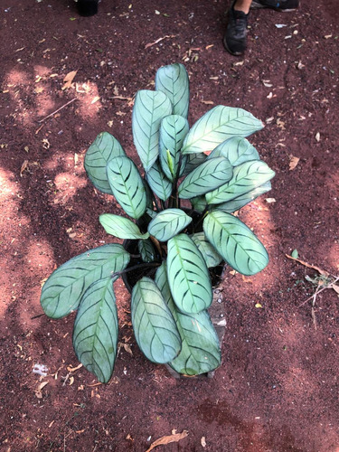 Calathea Zebra