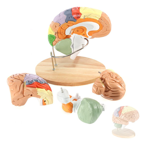Beamnova Modelo De Cerebro Humano 2 Veces Tamaño Real