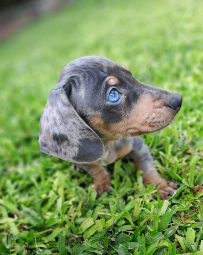Perrito Salchichas Agua