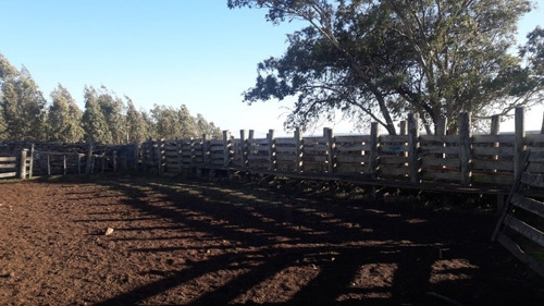 Campo Ganadero-forestal De 501 Ha En Cerro Largo