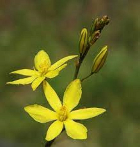 Muda Bulbine - Cebolinha De Jardim - Cor Amarelo Ouro