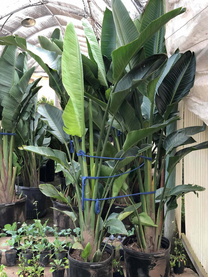 Strelitzia Gigante | MercadoLibre ?