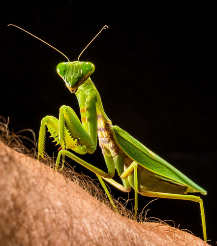 Cuadro Canvas Mantis Religiosa Locust Insecto Green M4