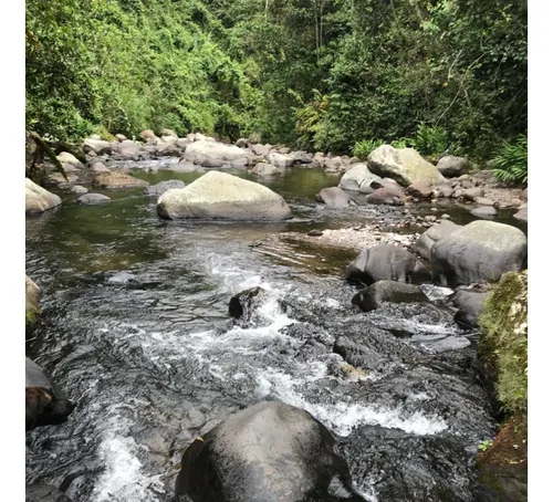 Venta Finca Productiva Cafe Platano Pasto Circasia - 23 Cuadras