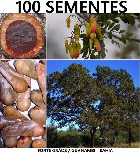 Sementes Braúna Schinopsis Brasiliensis Quebracho + Manual