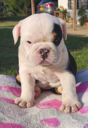 Cachorros Bulldog Ingles 