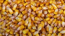 Comprar Maíz Entero Alimento Para Gallinas Y Otros Animales 10 Kg
