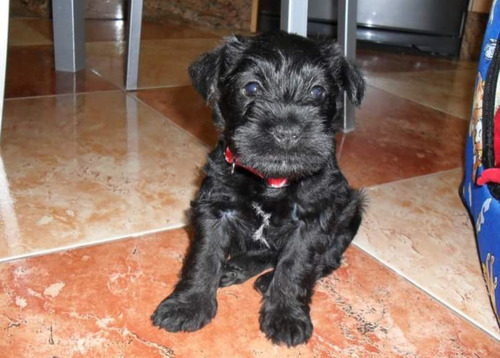 Schnauzer Negros Miniatura 