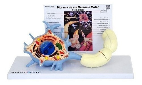 Modelo Anatômico Do Neurônio Motor (com Prancha Explicativa)