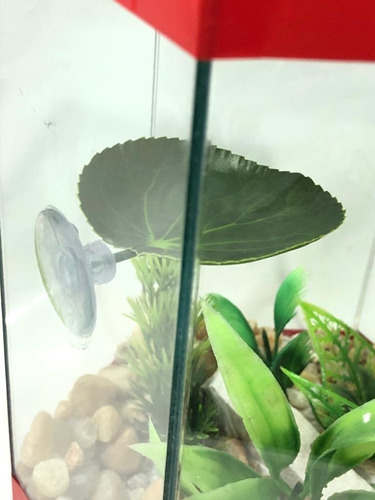 Imagem 5 de 8 de Betta Confort - Folha De Descanso Para Bettas Emborrachada