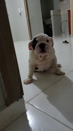 Imagen 2 de 5 de Vendo Bulldog Ingles Hembra 3 Meses De Nacida