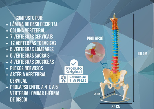 Imagem 6 de 8 de Coluna Vertebral Colorida Flexível C/ Cabeça Do Femur + Base