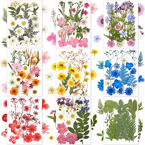 167 Piezas De Flores Secas Reales Prensadas Naturales Flores