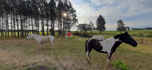 Imagen 14 de 30 de Chacra 15 Hás Con Cabañas En Pueblo Eden Espectacular!! Consulte!- Ref: 6430