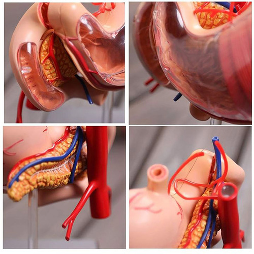O Modelo Anatómico Del Estómago Modelo De Anatomía Humana 30