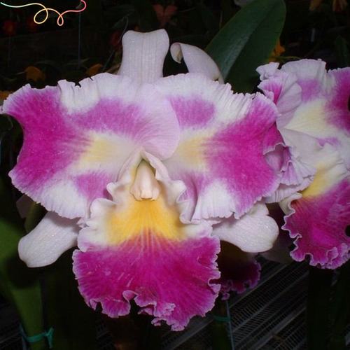 Orquídea Flor Grande Perfumada Fotos Reais Mudas Bem Formada | MercadoLivre