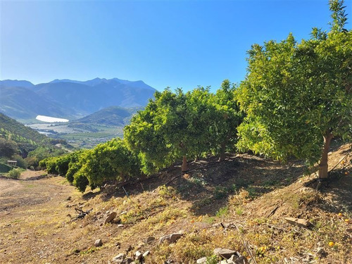 Imagen 7 de 15 de Agrícola En Venta En Monte Patria