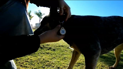 Imagen 4 de 6 de Smart Tag/placa Inteligente Qr Y Nfc Para Mascotas (1 Placa)