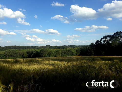 Imagem 11 de 14 de Chacara - Tiete - Ref: 573 - V-573