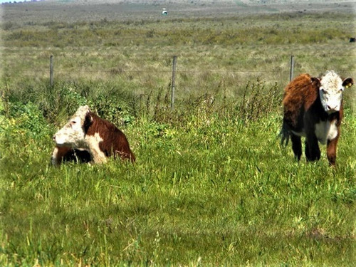 Imagen 5 de 9 de Campo De 1040 Has, Bahía Blanca, Ruta 33, Km 23 Al Oeste
