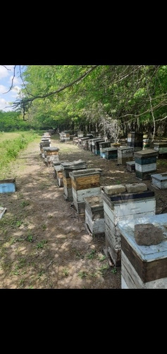 Imagen 5 de 10 de Miel Pura 100% De 30kg. Ventas Por Mayor Y Menor.