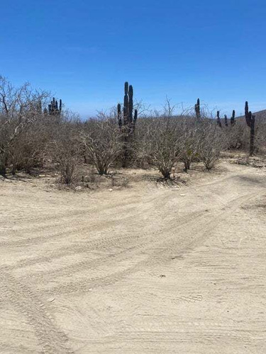 Cerritos Dreaming, Pescadero, Bcs