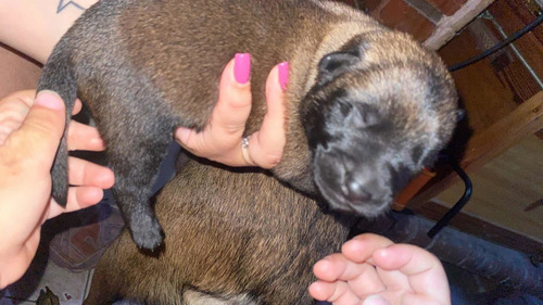 Imagen 1 de 7 de Pastor Belga Malinois
