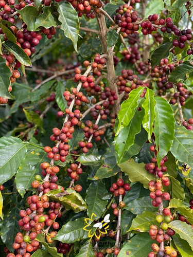 Café Torrado Moído Pó Artesanal Sabor Do Grão Pacote 500g